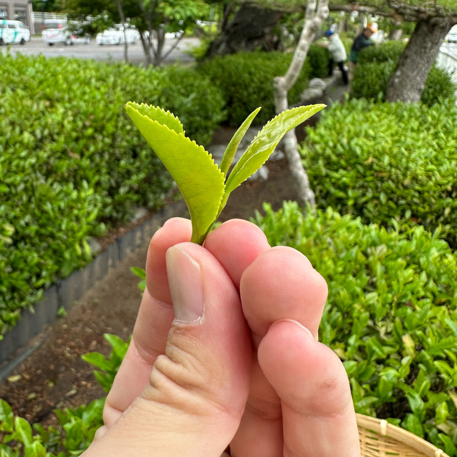 急須がなくても、日本茶は楽しめる。農家を応援する“ボトリングティー”という選択